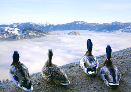 Mallard ducks in a rock cliff staring at distant ice mountains.の写真素材