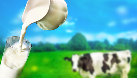 Fresh milk pour into glass with a background of a dairy cow in grass field farmの写真素材