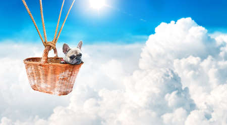 Pug inside a basket held by a balloon flying above the clouds.の写真素材