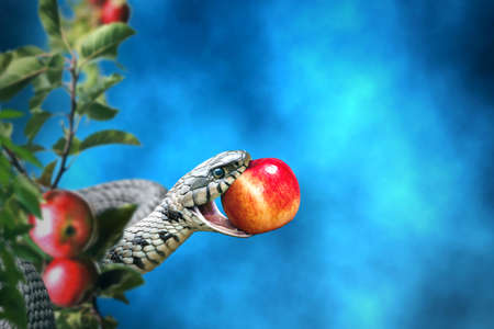 Snake with an apple fruit in its mouth. Forbidden fruit concept.の写真素材