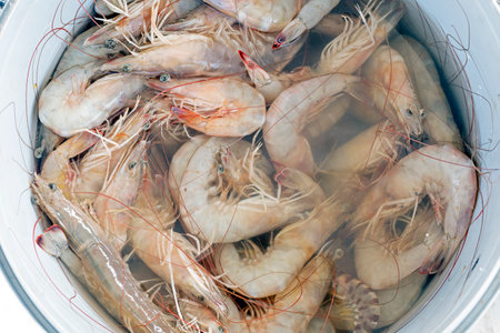 <p>Large prawn or jumbo shrimp. In North America, the term is used less frequently, typically for freshwater shrimp. The terms shrimp and prawn themselves lack scientific standing.</p>の写真素材