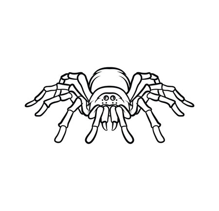 Tarantula tattooのイラスト素材
