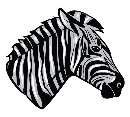Zebra Headのイラスト素材