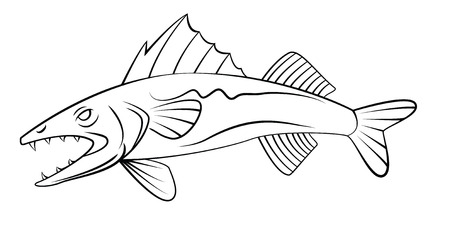 WallEye Fishのイラスト素材