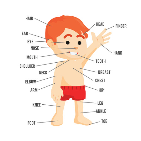human body parts illustration designのイラスト素材