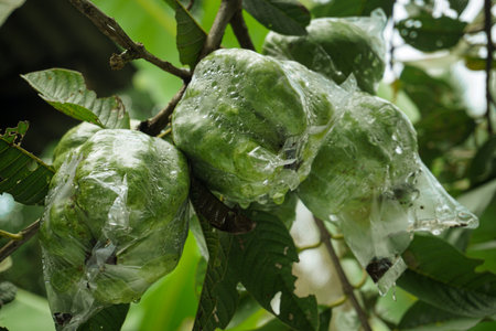 The crystal guava fruit is still fresh on the tree covered with plastic so that it is not eaten by pestsの写真素材