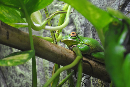 Green Frog sitting on the branch