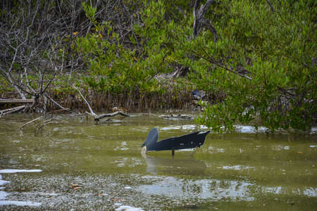 Mangrove branches stick out of dirty green water with foam. Salines Beach, Martiniqueの写真素材