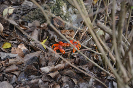 A single red crab sits behind the twigs of a bush on gray brown rotting leaves. Salines Beach, Martiniqueの写真素材