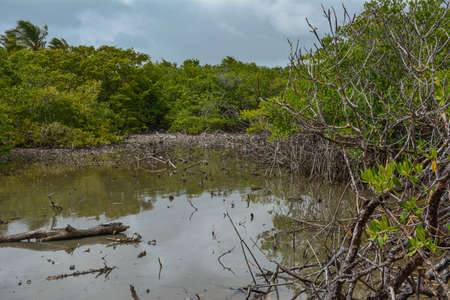 Branches of mangrove trees stick out of the water. The sky is clouded over. Salines Beach, Martiniqueの写真素材