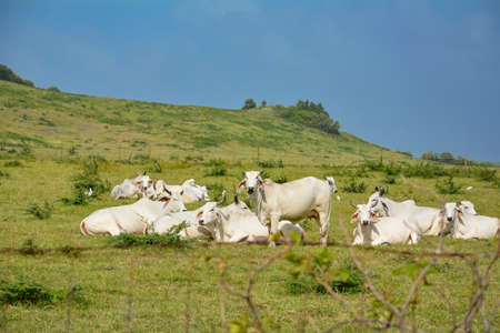 Picturesque landscape over white cows with long horns, grazing in the grass on the green prairies and fields from the top of a mountain. Martiniqueの写真素材