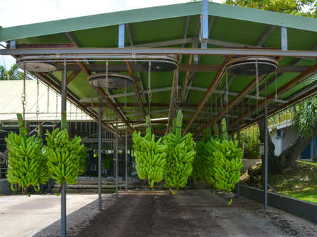 Green bananas hang on chains under the elevator roof. Banana Plantation in Le Francois, Martinique, West Indiesの写真素材
