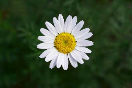 white daisy among green grassの写真素材