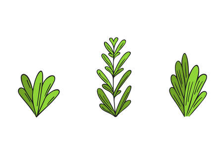 Hand-drawn plants.Doodle style, sketch, simple botanical line, drawing with floral elements, minimalism.Isolated.Vector illustration.のイラスト素材