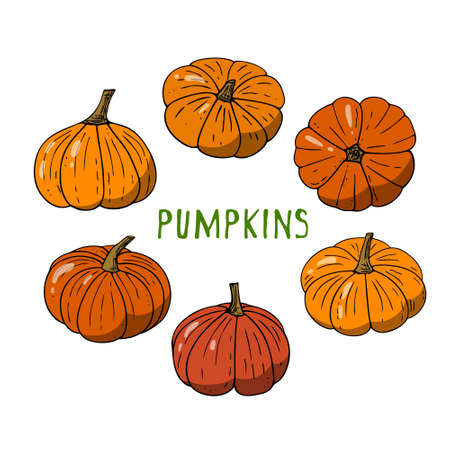 Flat pumpkins set,Halloween decorations.Hand-drawn Thanksgiving gourds collection,vegetarian food,proper nutrition,healthy diet.Sketch, minimalism,line art.Isolated.Vector illustrationのイラスト素材
