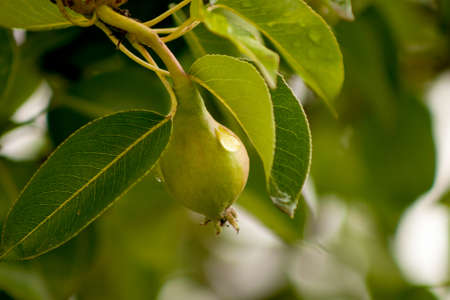 Green pear hanging on a branch with leafs focus on a single one in the middle.の写真素材