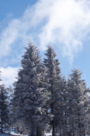 Winter forest trees on sky background.の写真素材