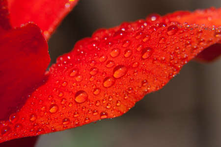 Wet red flower petal close up の写真素材