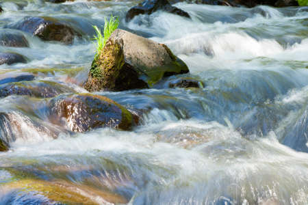 Forest stream running over mossy rocks の写真素材