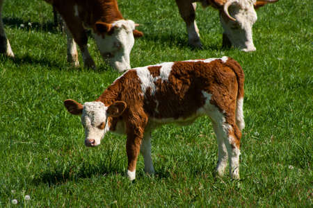 Photo of a cow standing in a field with hills の写真素材