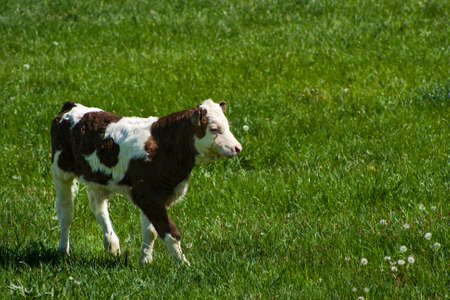 Photo of a cow standing in a field with hills の写真素材