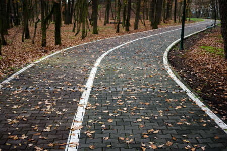 Road in autumn coverd with leafsの写真素材