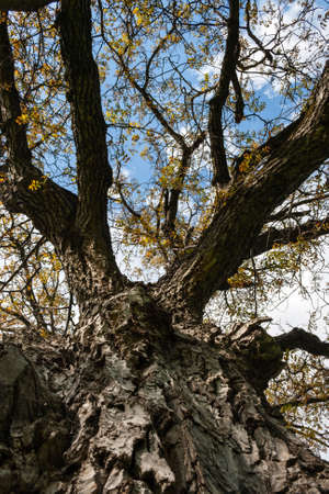 branch of big tree on blue sky backgroundの写真素材