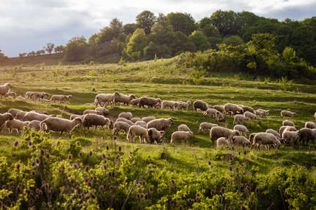 big herd of sheep on green summer landscapeの写真素材