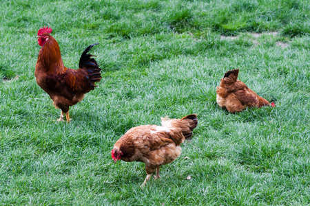 one rooster and two hens in green grassの写真素材