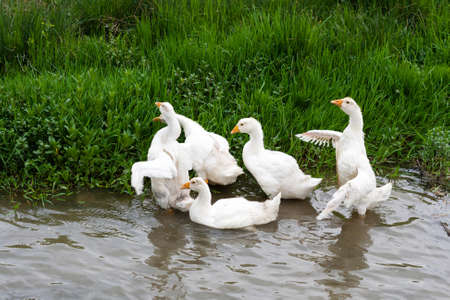 bunch of gees swiming in a river and grassの写真素材