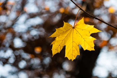 yellow autumn leaf on branch in forestの写真素材