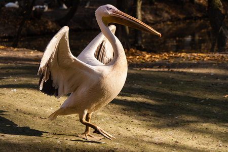 big outdoor bird pelican spreading wing near lakeの写真素材