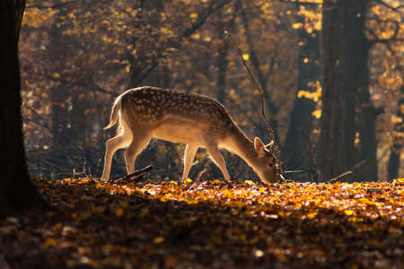 little deer looking for food in autumn forestの写真素材