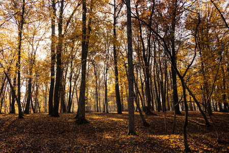 wild forest in autumn colors with sun backlight