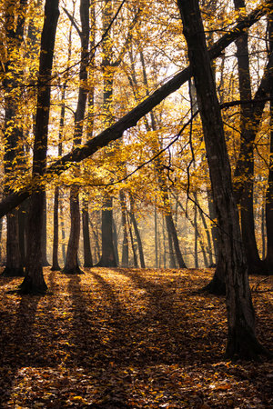 wild forest in autumn colors with sun backlight