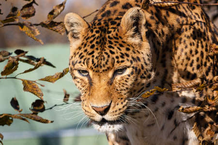a dangereous predator panthera staring portrait in autumnの写真素材