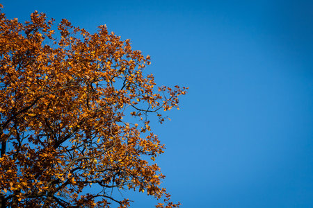tree covered in brown leaves agains clear blue sky