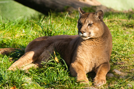 Beautyfull female fierce cougar laying in grassの写真素材