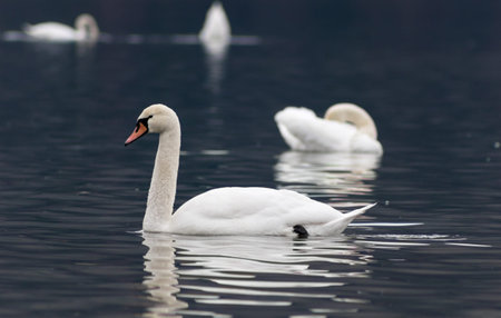 Mute wild beautiful swan swimming on a lake