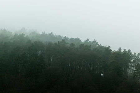 pine forest on hill side  covered in deep fogの写真素材