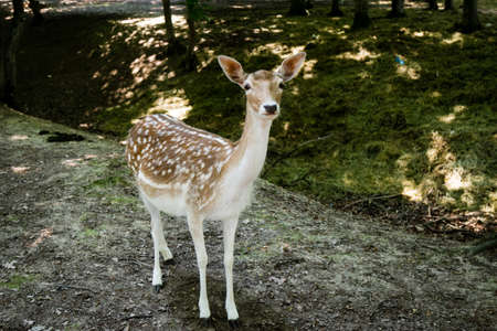 young wild spotted brown deer in forestの写真素材