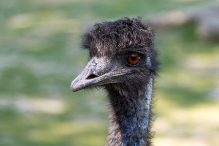 close up portrait of wild black feathered ostrichの写真素材