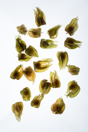 back lif fresh organic natural exotic physalisの写真素材