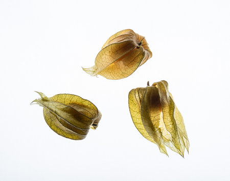 back lif fresh organic natural exotic physalisの写真素材