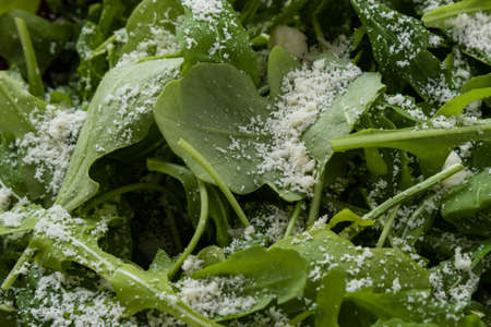 fresh green rucola salad with cheese closeupの写真素材