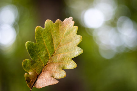 single color oak leaf closeup in autumn