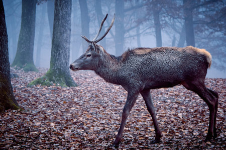 Big buck deer stag in autumn forestの写真素材