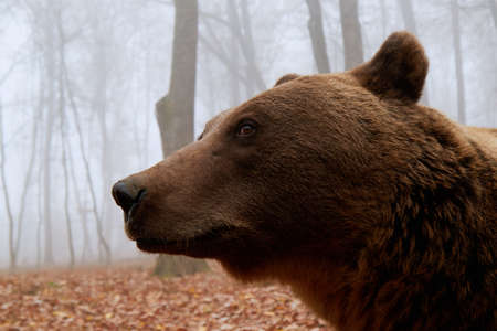 close-up portrait of a brown bear in autumn forestの写真素材