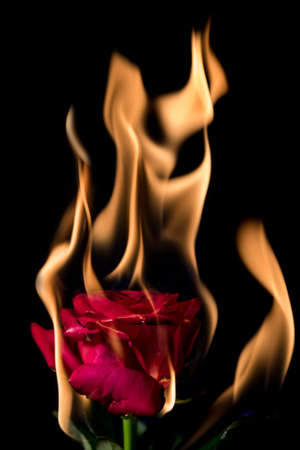 rose on fire with flames on black backgroundの写真素材