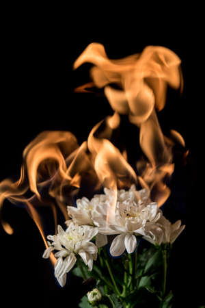 white flower on fire with flames on black backgroundの写真素材